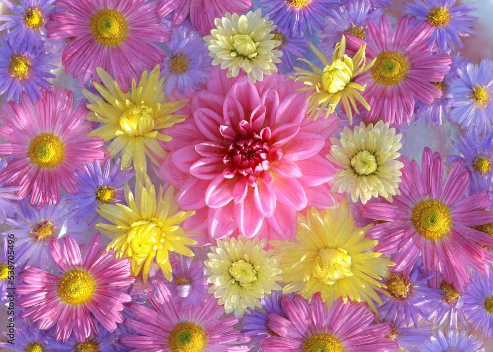 Obraz premium Dahlia. Autumn Flowers. Autumn pink purple yellow violet Chrysanthemum Flowers. Postcard . Floral banner. Top view. Texture and background. Abstract background. Close up beautiful Chrysanthemums