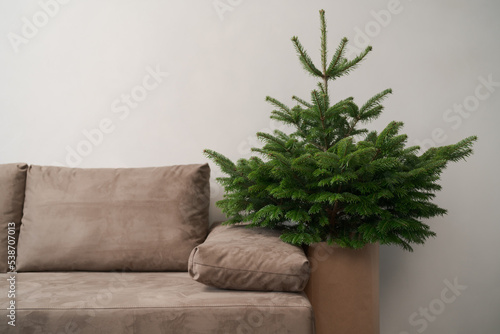 Fototapeta Naklejka Na Ścianę i Meble -  Small christmas tree indoor near couch in minimalist interior with copy space