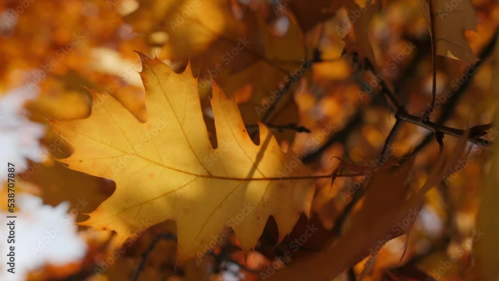 Vertical video. An autumn yellow leaf of a Canadian oak hangs on a branch illuminated by sunlight. Vertical video. An autumn yellow leaf of a Canadian oak hangs on a branch illuminated by sunlight.