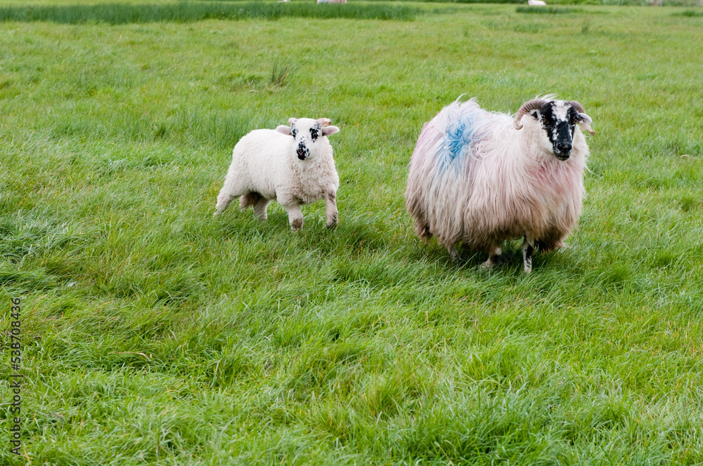 Fototapeta premium sheep and lambs running in field