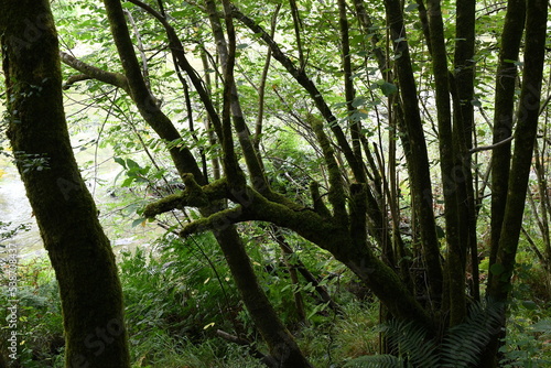 Bosque atlantico