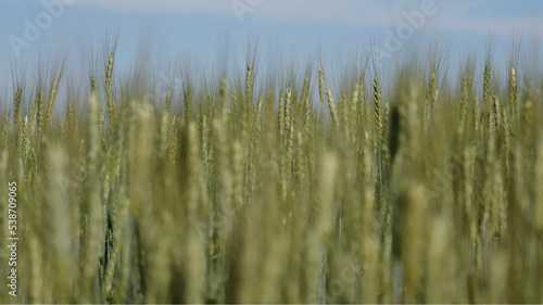 close image of wheat cultivation © Angelo