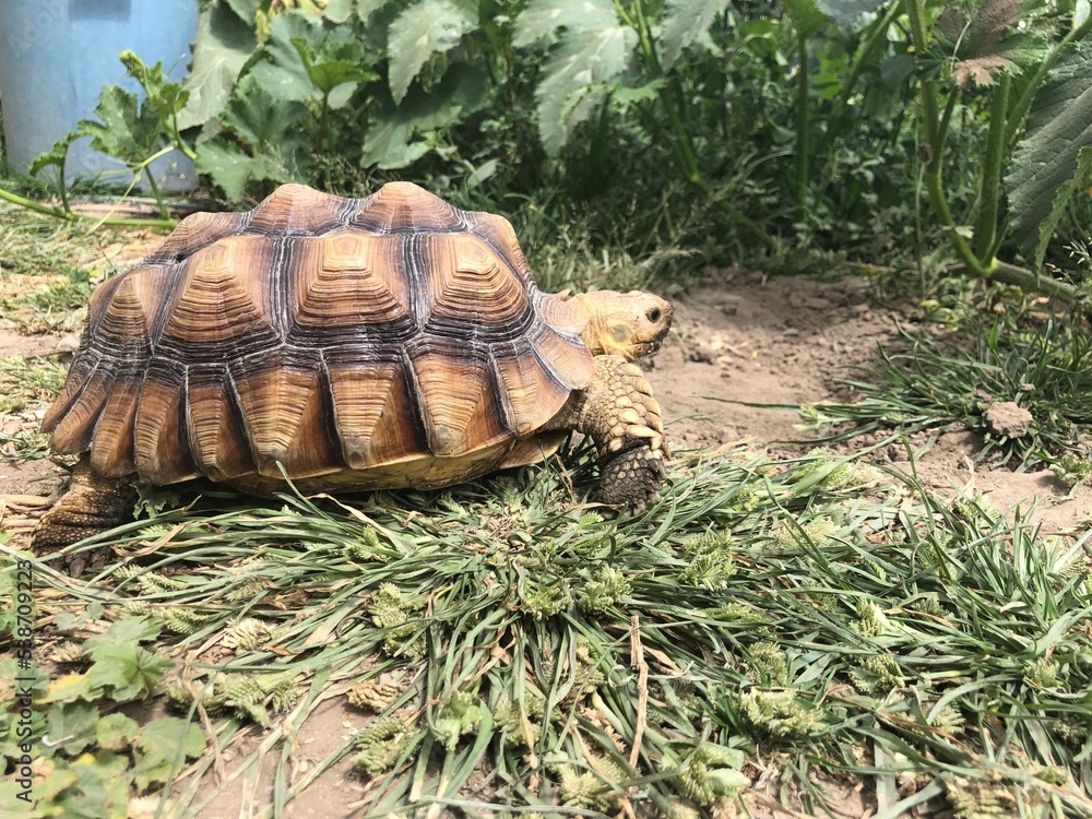 Naklejka premium Beautiful sulcata tortoise from africa