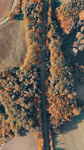 Verlassene Straße im Wald 