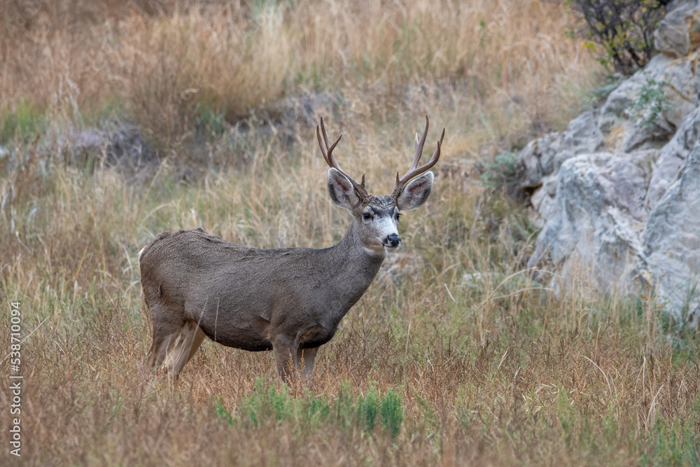 A wild mule deer in Colorado mountains. A wild mule deer in Colorado mountains.