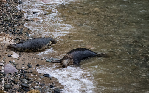 Grey seals on the beach and rocks. Penrhyn Bay, Irish Sea in Wales photo