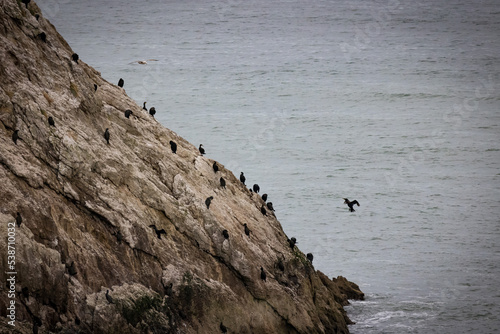 Canvas Print Cormorant birds on cliff near sea