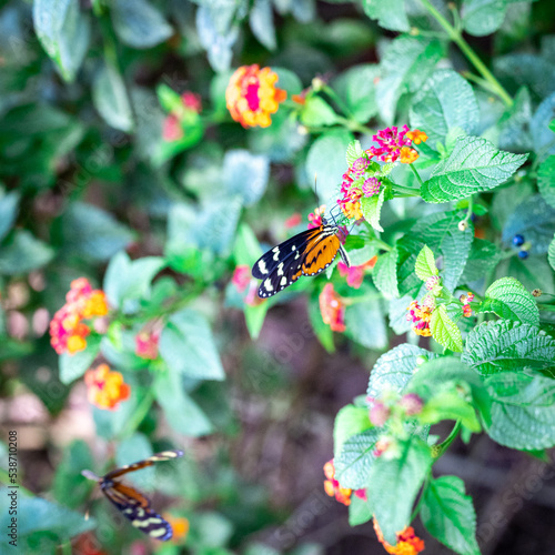 Butterflies, Costa Rica