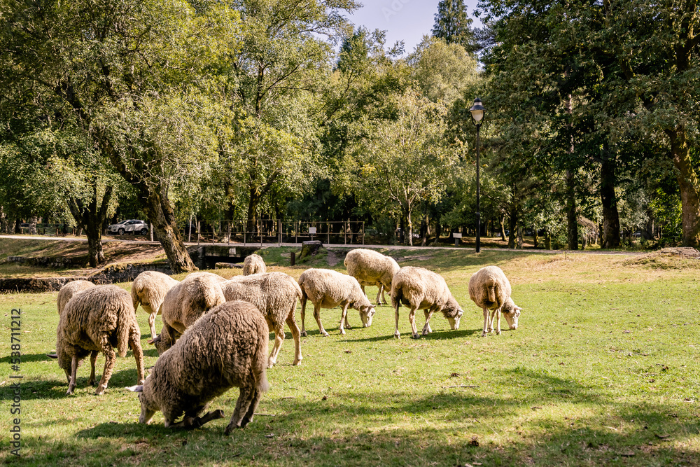 Fototapeta premium sheep grazing in green field