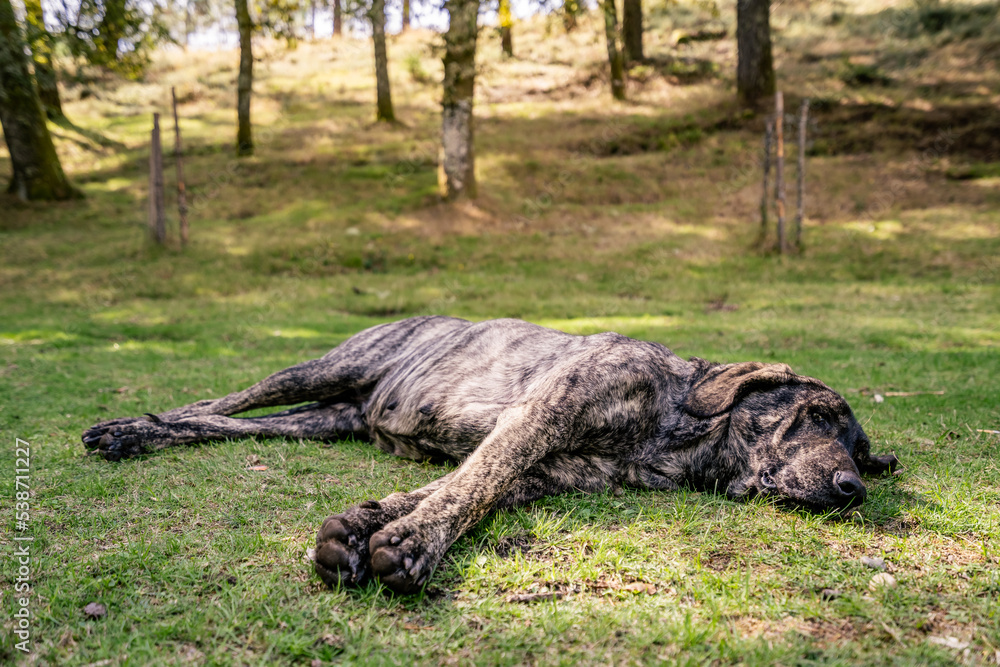Sabujo Dog of the Serra do Soajo region in Portugal Sabujo Dog of the Serra do Soajo region in Portugal