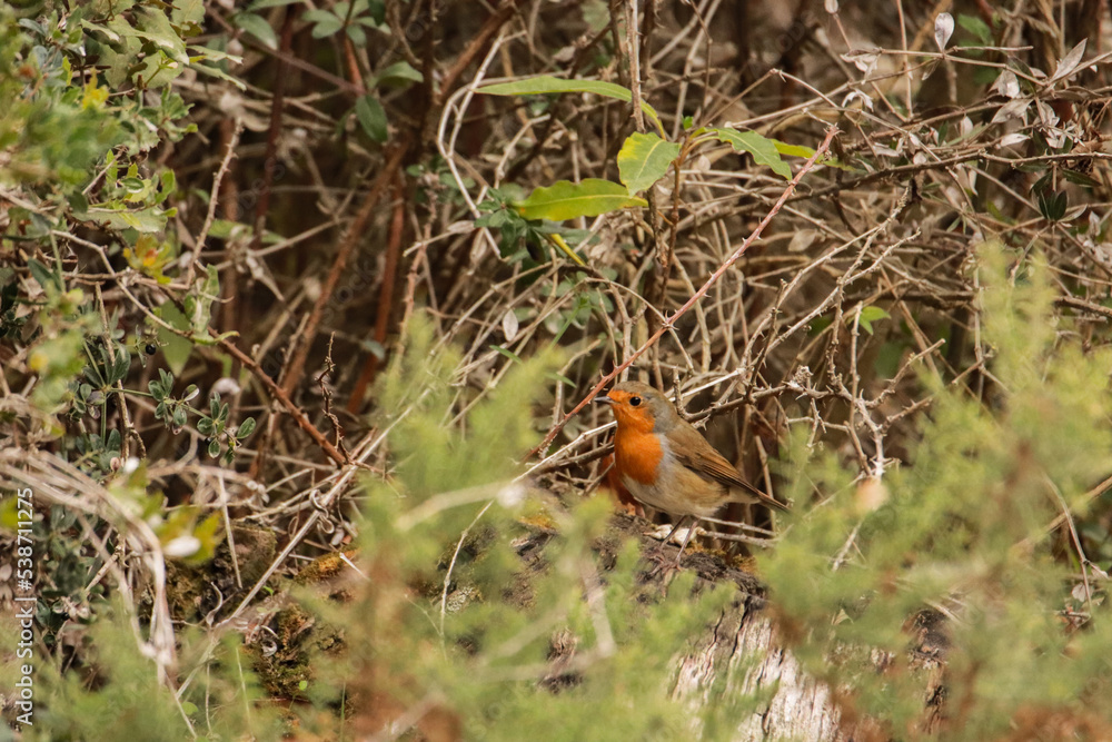 Robin Redbreast posing in bush. European Robin Robin Redbreast posing in bush. European Robin