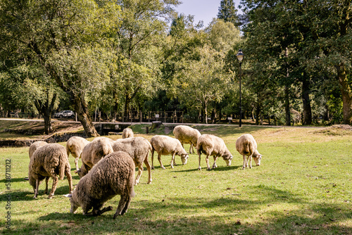 sheep grazing in green field