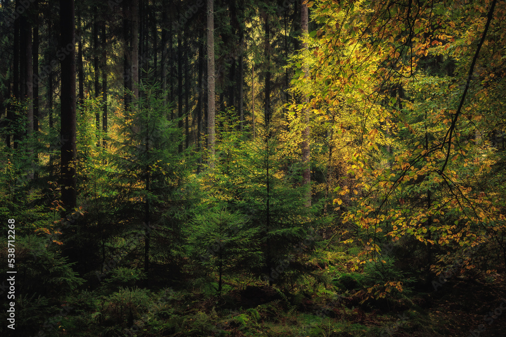 Enchanted Lovely Autumn Forest in the Fall of Saarland in Germany, Europe Enchanted Lovely Autumn Forest in the Fall of Saarland in Germany, Europe