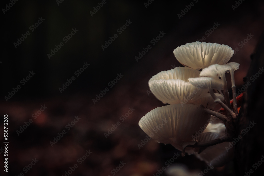 Little Mushroom Macro in the Forest Woods of the Saarland in Germany, Europe in Fall Autumn Little Mushroom Macro in the Forest Woods of the Saarland in Germany, Europe in Fall Autumn