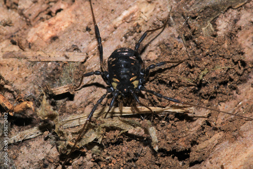 black eupnoi spider macro photo