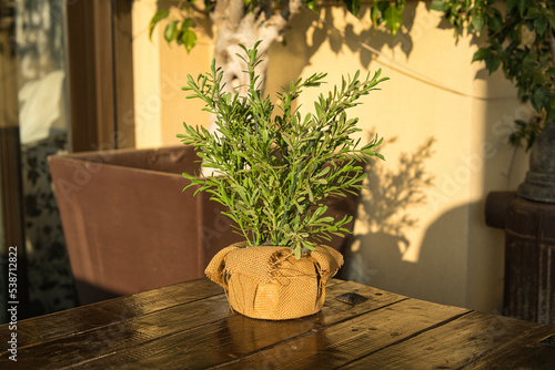 plant on wooden table