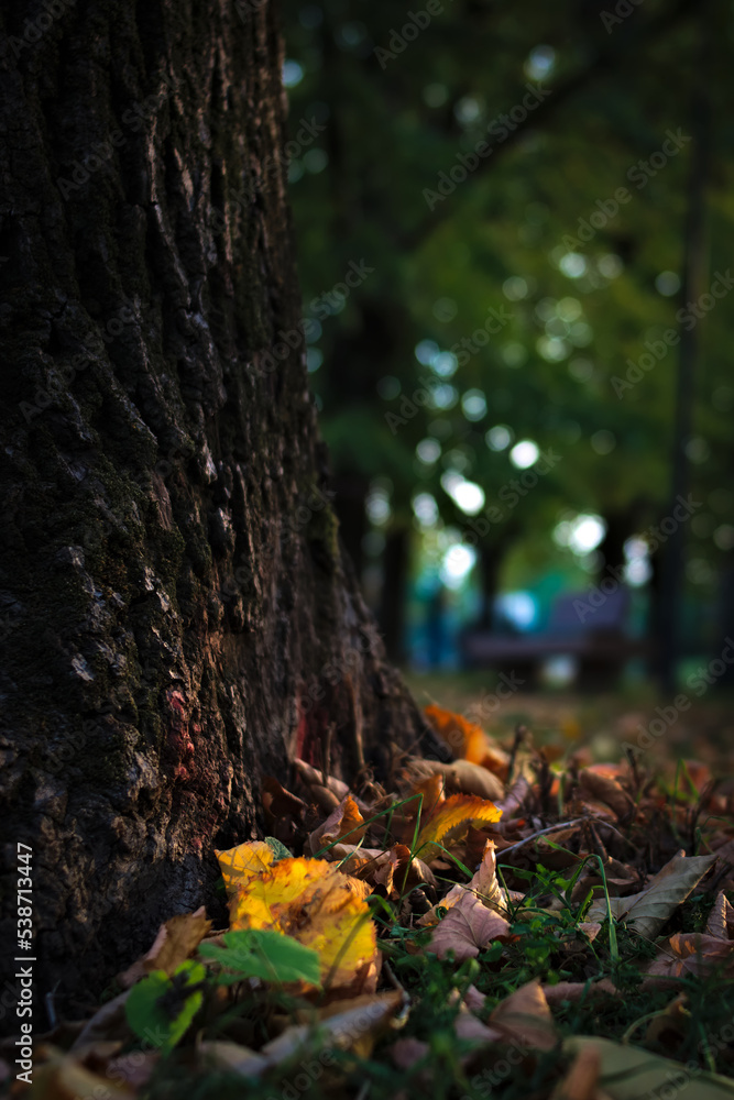 OCTOBER, THE MONTH OF CHANGE. YELLOW AND GREEN STILL PREVAILS, BUT RED IS PREPARING TO APPEAR OCTOBER, THE MONTH OF CHANGE. YELLOW AND GREEN STILL PREVAILS, BUT RED IS PREPARING TO APPEAR