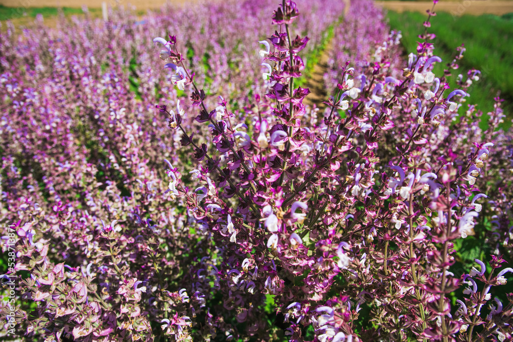 Bushes of clary sage (Salvia sclarea) bloom on a garden bed in the garden Bushes of clary sage (Salvia sclarea) bloom on a garden bed in the garden