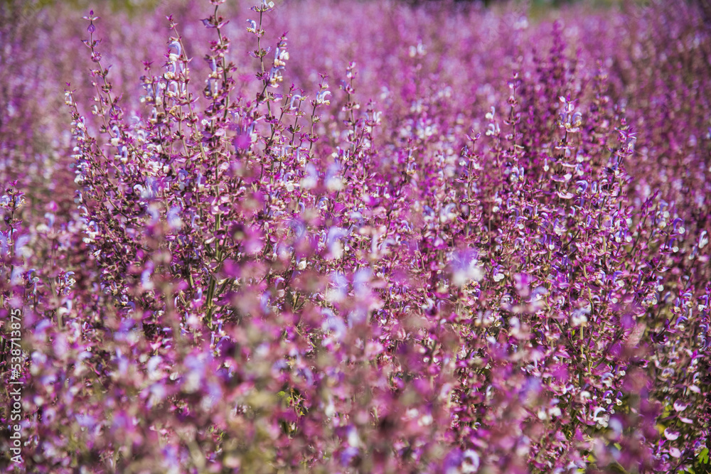 Naklejka premium Bushes of clary sage (Salvia sclarea) bloom on a garden bed in the garden