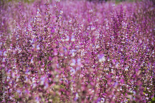 Bushes of clary sage (Salvia sclarea) bloom on a garden bed in the garden © SGr