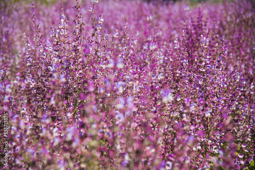 Bushes of clary sage  Salvia sclarea  bloom on a garden bed in the garden