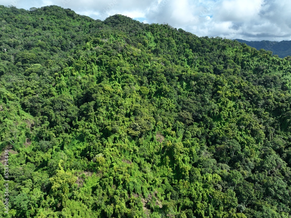 Aerial view close up of a lush green forest
