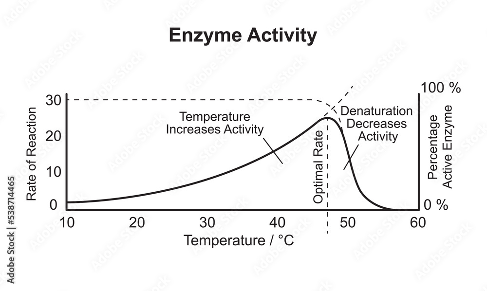 Scientific Designing of Enzyme Activity Curve. Colorful Symbols. Vector