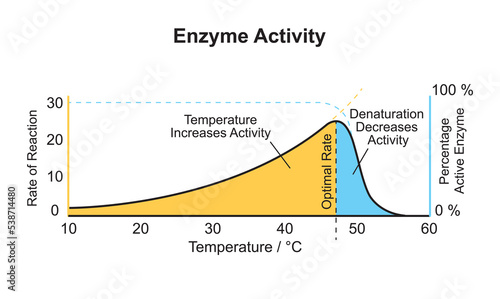 Scientific Designing of Enzyme Activity Curve. Colorful Symbols. Vector Illustration. photo