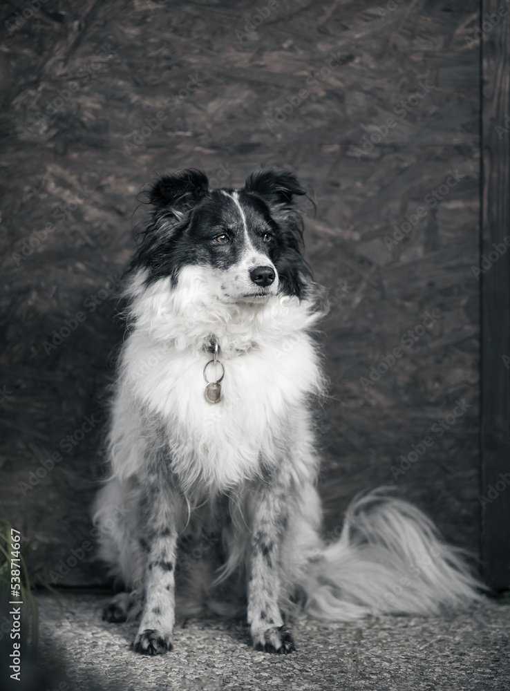 Fototapeta premium Portrait of the cute adorable black and white Border Collie female on dark background, animal concept