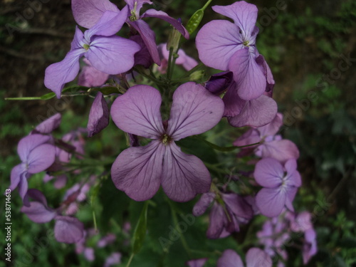 Violette viola macro primo piano fiori