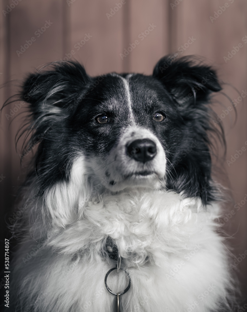 Portrait of the cute adorable black and white Border Collie female on dark background, animal concept