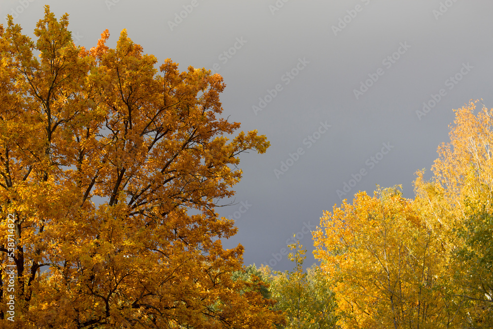 Naklejka premium yellow autumn trees in the park with dark sky background