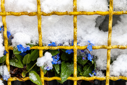 Blue flowers (Omphalodes verna) bloom in spring covered snow photo