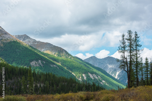 Atmospheric landscape with tall coniferous trees on pass with view to large mountain range in sunlight under cloudy sky. Lush forest on steep slope against high rocky mountains in changeable weather.