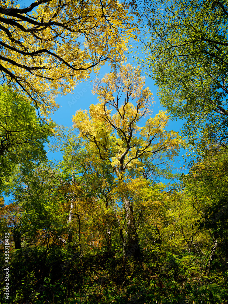 Fototapeta premium 森で空を見上げる