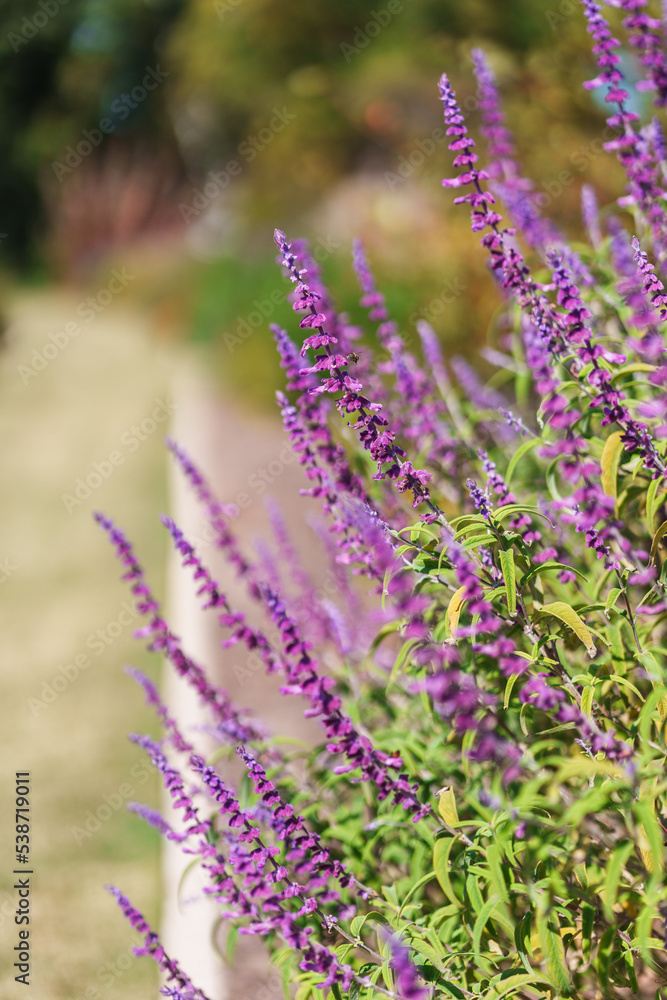 Obraz premium purple flowers at the garden