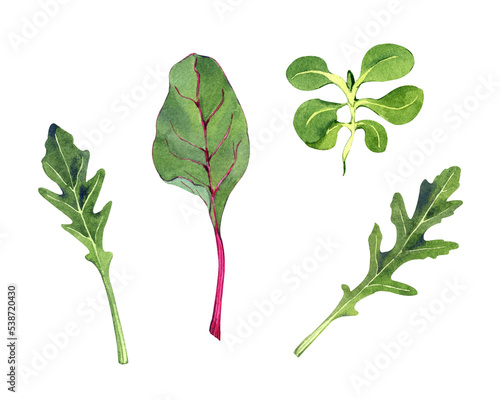 Watercolor arugula, beet and corn salad leaves. Clip art with green fresh plant sprouts. Hand-drawn illustration on transparent.