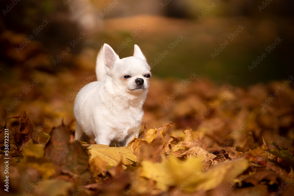 Pies rasy chihuahua w jeaiennych liściach  - obrazy, fototapety, plakaty 
