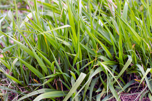 Zielone źdźbła trawy na łące