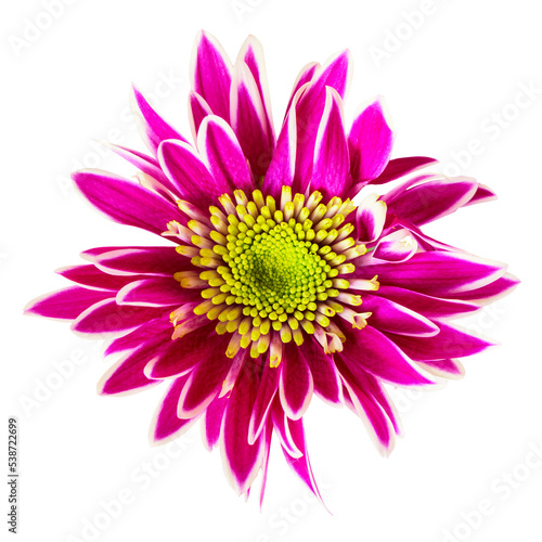 Beautiful purple chrysanthemum flower bud isolated on white background