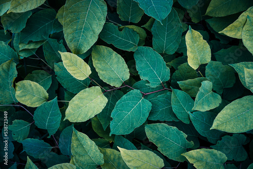 green plant leaves in spring season, green background