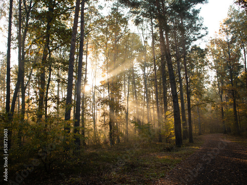 autumn forest in the morning