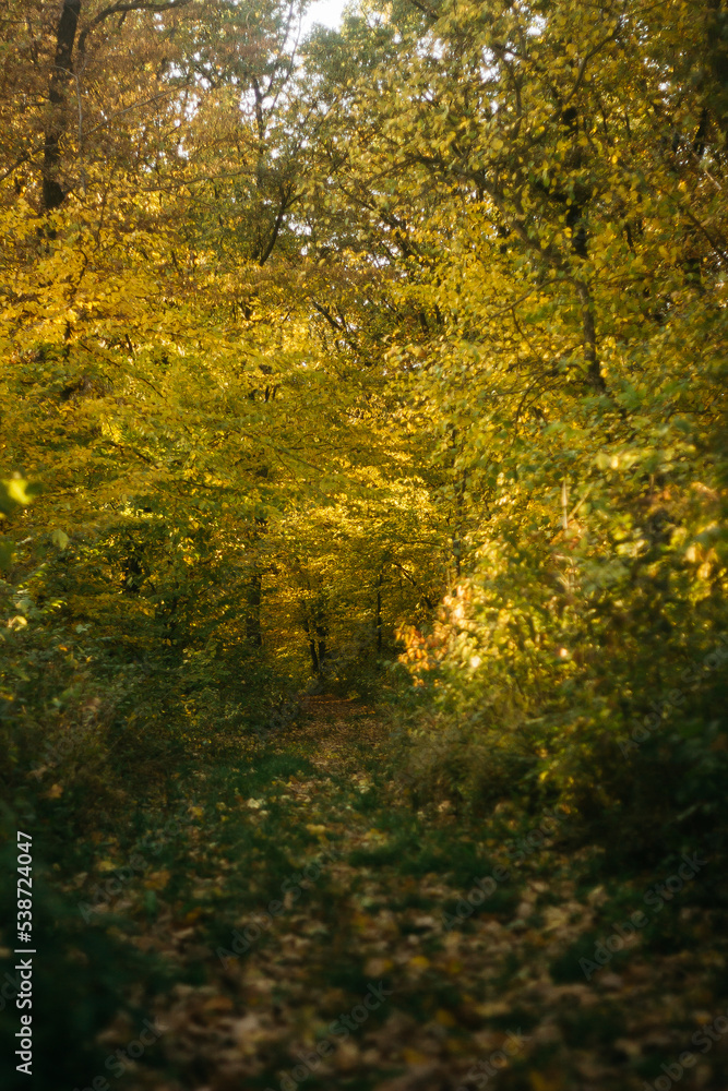 the road through the autumn forest the road through the autumn forest