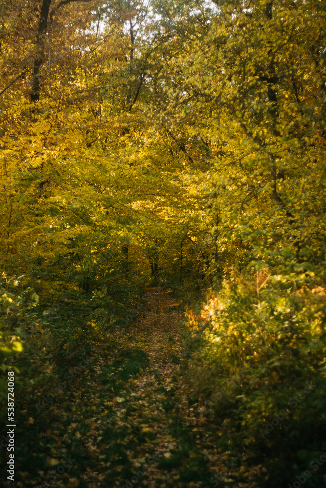 the road through the autumn forest the road through the autumn forest