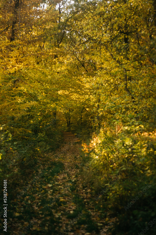 the road through the autumn forest