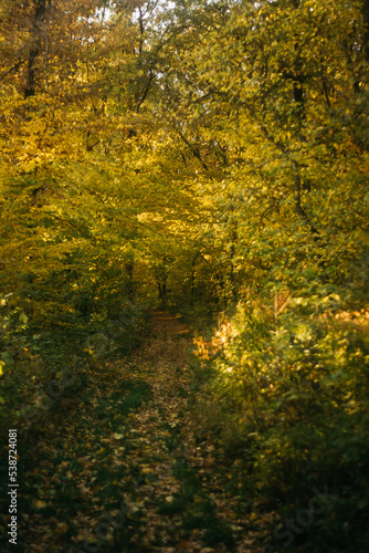 Fototapeta Naklejka Na Ścianę i Meble -  the road through the autumn forest