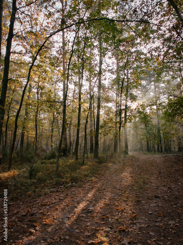 autumn forest in the morning © dywandrewniany