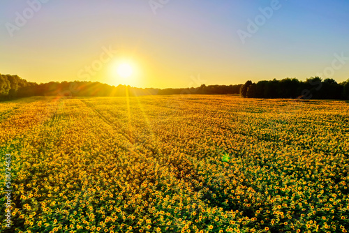 Field of beautiful yellow blooming sunflowers during sunset