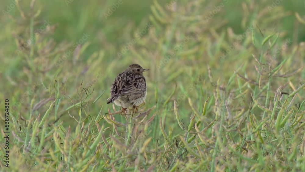 Eurasian Skylark Perching On Spring Field Of Rapeseed. Selective Focus Eurasian Skylark Perching On Spring Field Of Rapeseed. Selective Focus