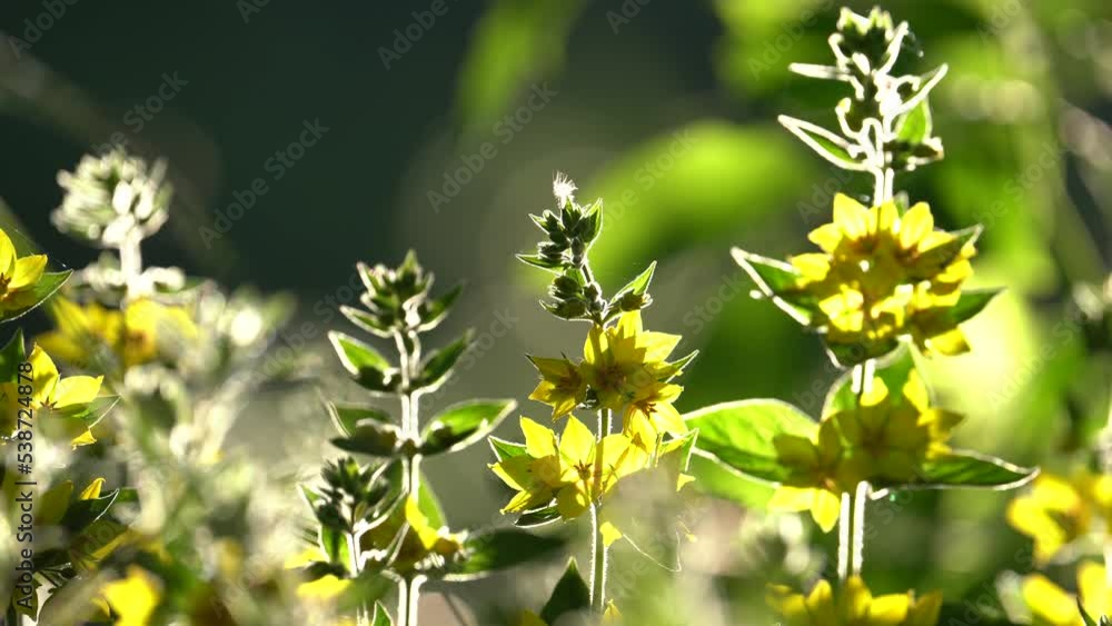Dotted Loosestrife Yellow Flowers In The Field At Summer. - close up Dotted Loosestrife Yellow Flowers In The Field At Summer. - close up